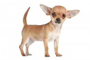 Chihuahua Breeders near me