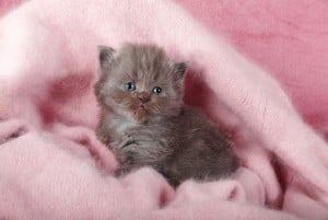 Learn How To Care For a Newborn Cat food