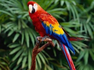 parrots for sale houston
