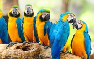 parrots for sale online