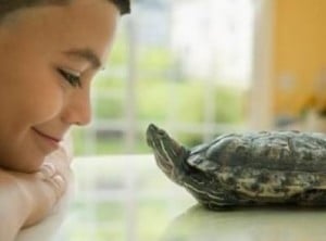 Ideal Pets For Children low maintenance