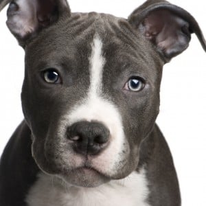 Pit Bull Terrier for sale