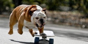 Dog Tricks training