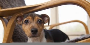 Care Your Pet Alone movie