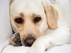 Leave Your Pet Alone At Home