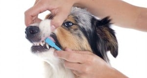 dental Tartar