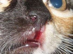 How to Cure her Beloved Cat Feline Herpes Symptoms