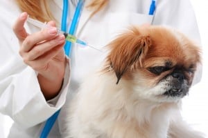 Vaccinate your pets