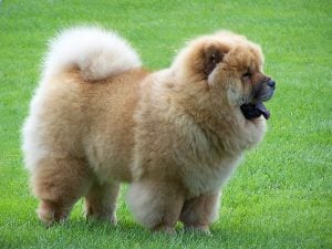 Chow Chow price