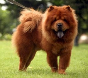 Chow Chow puppy