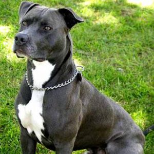Difficult Dogs to groom