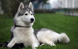 Difficult Dogs to housebreak