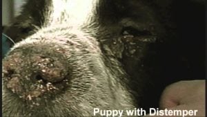 Distemper in Dogs causes