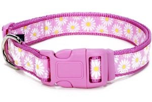 Dog Collars with names