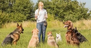 Dog Training app