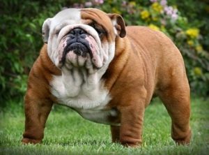 The 4 Most Expensive Dogs To Own