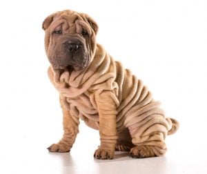 Sharpei Dogs for sale