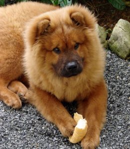 Medium Dogs Breeds low energy