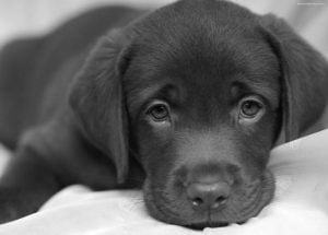 Tender Dogs hodowla