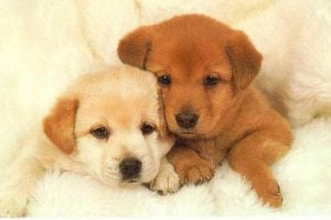 Tender Dogs paws