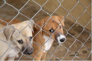 Adopt A Dog london