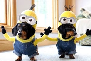 Best Costumes for Dogs Ireland
