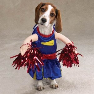 Costumes for Dogs nz