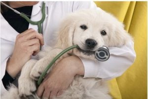 Veterinarian salary