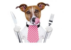 fruits and vegetables for your dog can eat