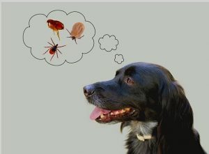 remove ticks from dogs