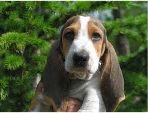 Diseases of the Dog Hound Artesian