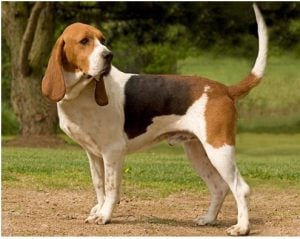 Care for the Dog Hound Artesian