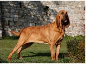 Saint Hubert dog breed