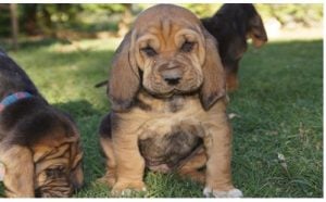 Saint Hubert dog adoption