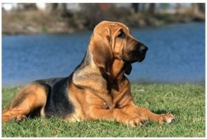 Saint Hubert dog training