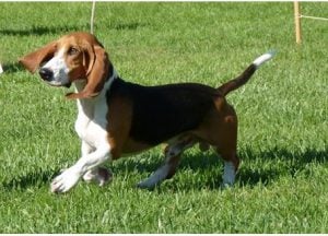 Care for the Dog Hound Artesian