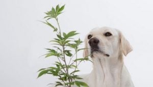 Marijuana for Pets near me