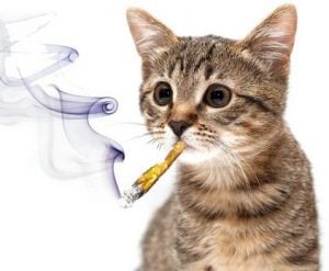 Marijuana for Pets pros and cons