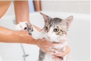 Bathe Your Cat tips