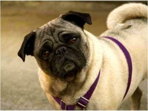 Disadvantages of having a dog pug price