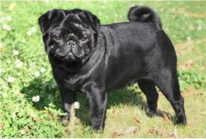 How to feed a dog pug for sale
