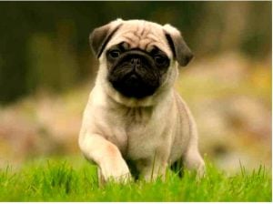 dog pug names