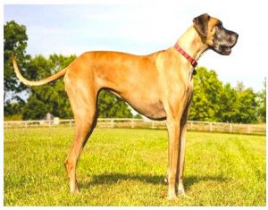 Great Danish dog