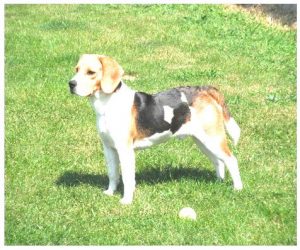Beagle dog price