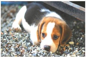 Beagle dog puppies