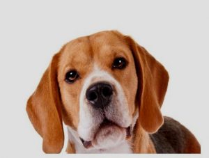 Beagle dog for sale