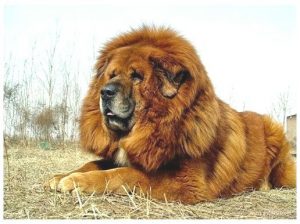 big hairy dogs retail pro