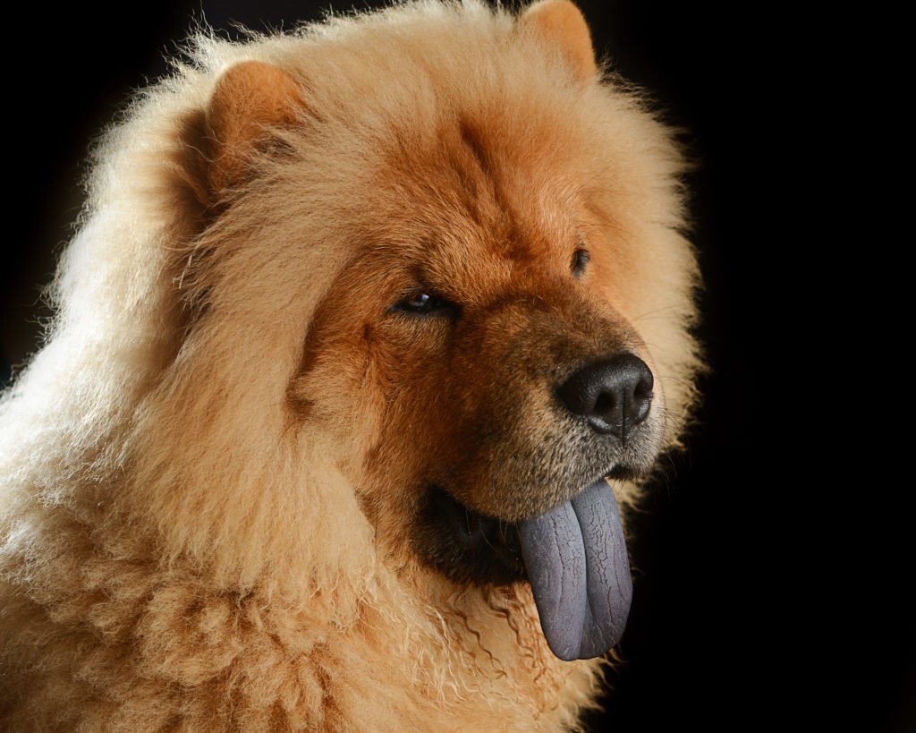 Chow Chow 10 Physical and Temperamental Characteristics