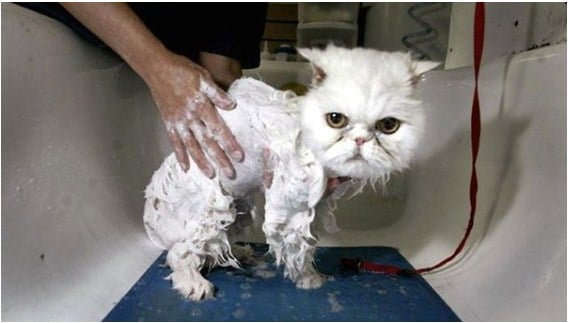 Dangers of bathe your cat