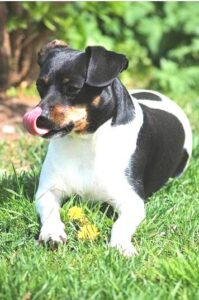 Parson Russell Terrier mix